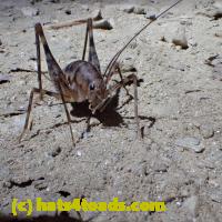 /home//u458753944/public_html/sourcegallery/////Insects and small critters/grasshoppers and crickets (Orthoptera)/PA070139.JPG